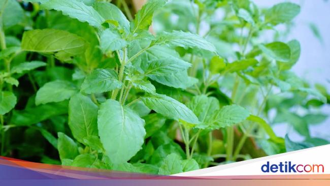 Kerap Dijadikan Lalapan, Ini 5 Manfaat Makan Daun Kemangi untuk Kesehatan